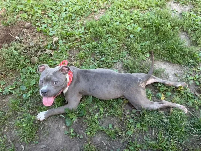 An adult medium-sized male Gray / Blue / Silver Pit Bull Terrier dog named Melvin for adoption in Chicago, IL