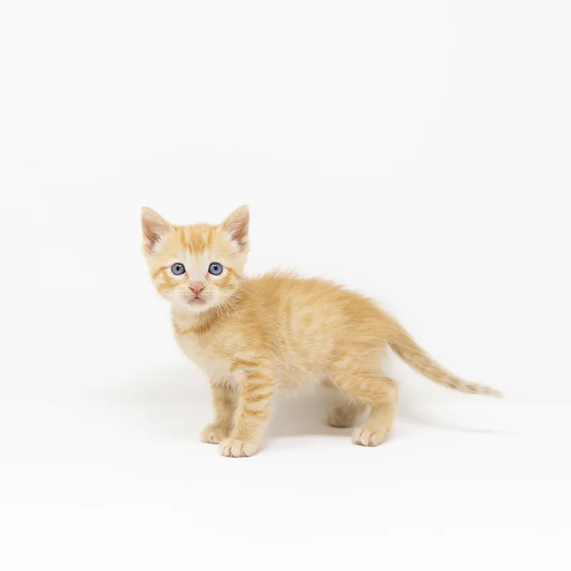 A baby medium-sized female Tabby (Orange / Red) Tabby cat named Holly for adoption in Trophy Club, TX