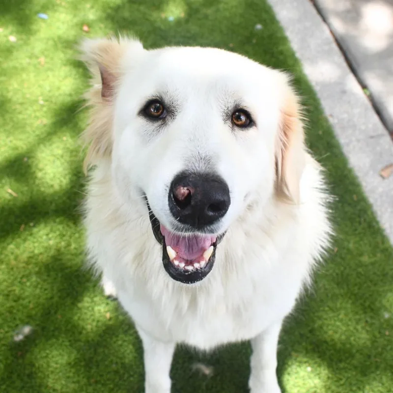 Aspen thumbnail 4