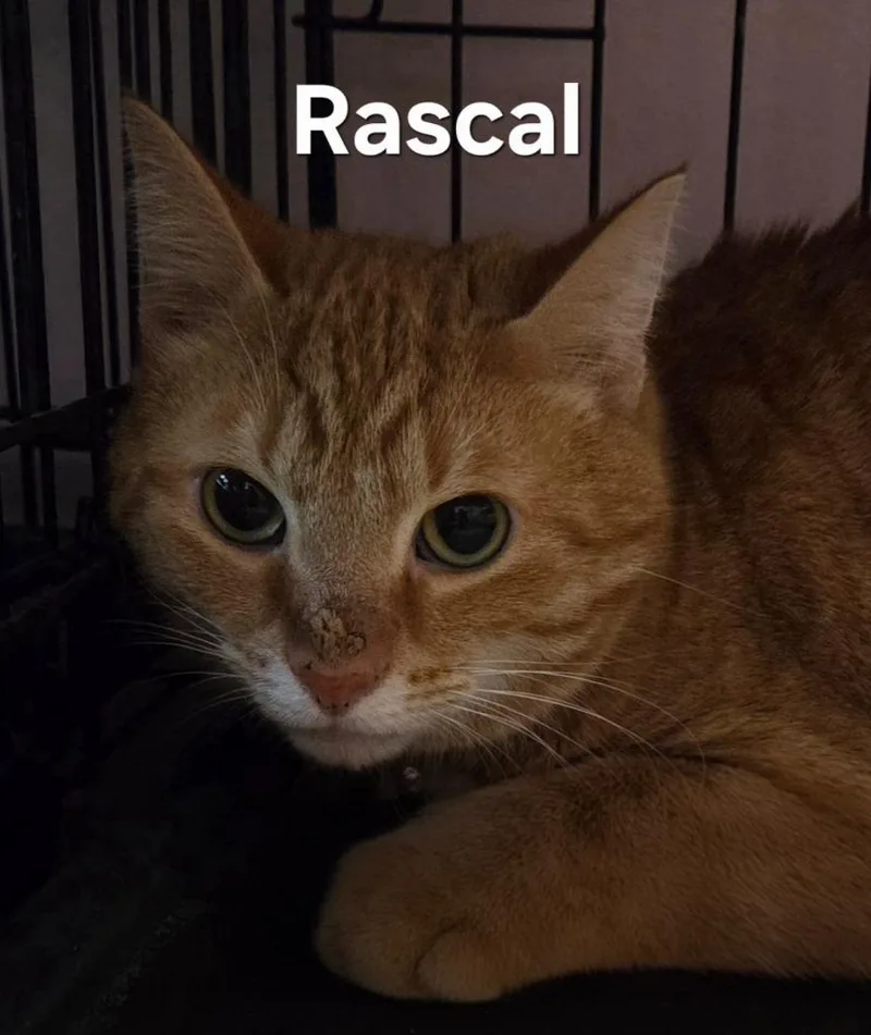 A young small-sized male Domestic Short Hair cat named Rascal for adoption in Rutherfordton, NC
