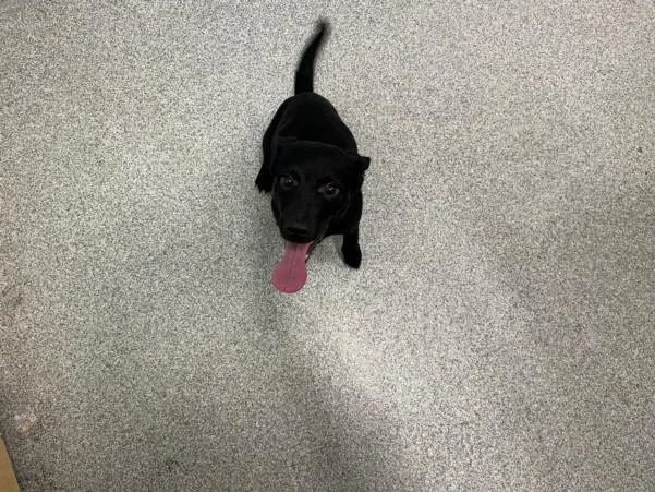 Louie