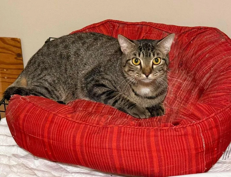 A baby small-sized male Tabby cat named Briar for adoption in Capshaw, AL