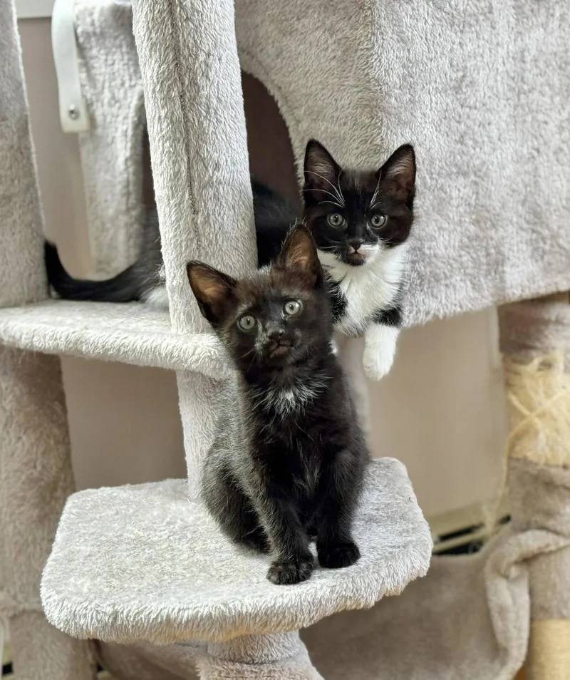 Yoshi And Yuki
