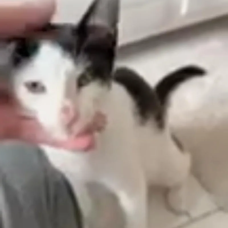 A baby small-sized female White Domestic Short Hair cat named Mandeville for adoption in Long Beach, CA