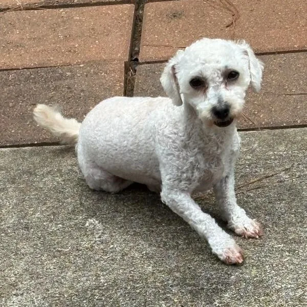 Little Lulu
