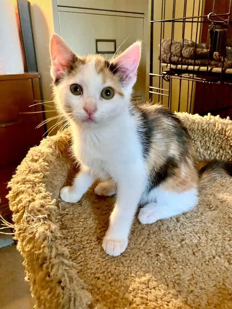 A baby small-sized female Black & White / Tuxedo Domestic Short Hair cat named Mochi for adoption in Milton, DE