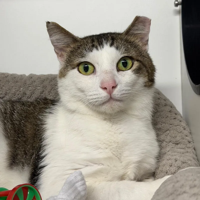 An adult small-sized male White Domestic Medium Hair cat named Zak Bagans for adoption in Waynesville, NC