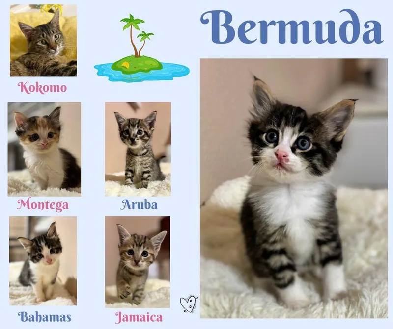 Bermuda