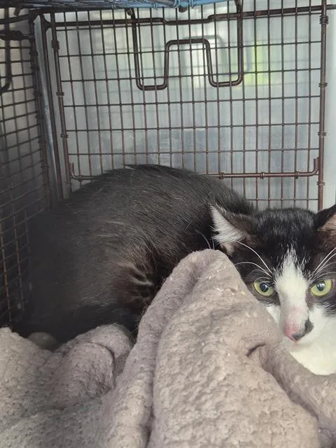 An adult medium-sized male Domestic Medium Hair cat named Jason for adoption in San Antonio, TX