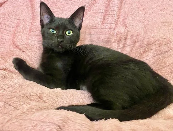 A baby small-sized female Domestic Short Hair cat named Cupcake for adoption in Vallejo, CA