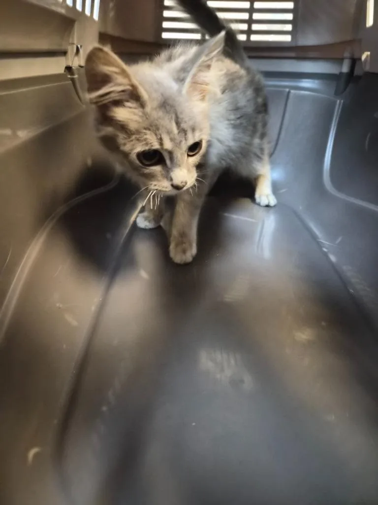 A baby medium-sized female Domestic Short Hair cat named K Officer Gray for adoption in Rome, GA