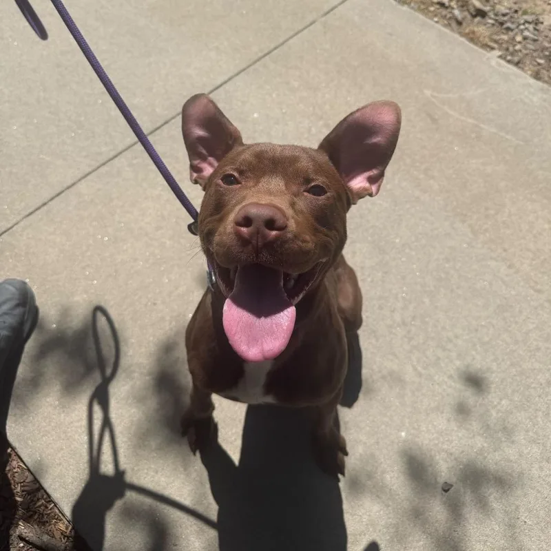 A young medium-sized male Brown / Chocolate Mixed Breed dog named Bounce for adoption in Asheville, NC
