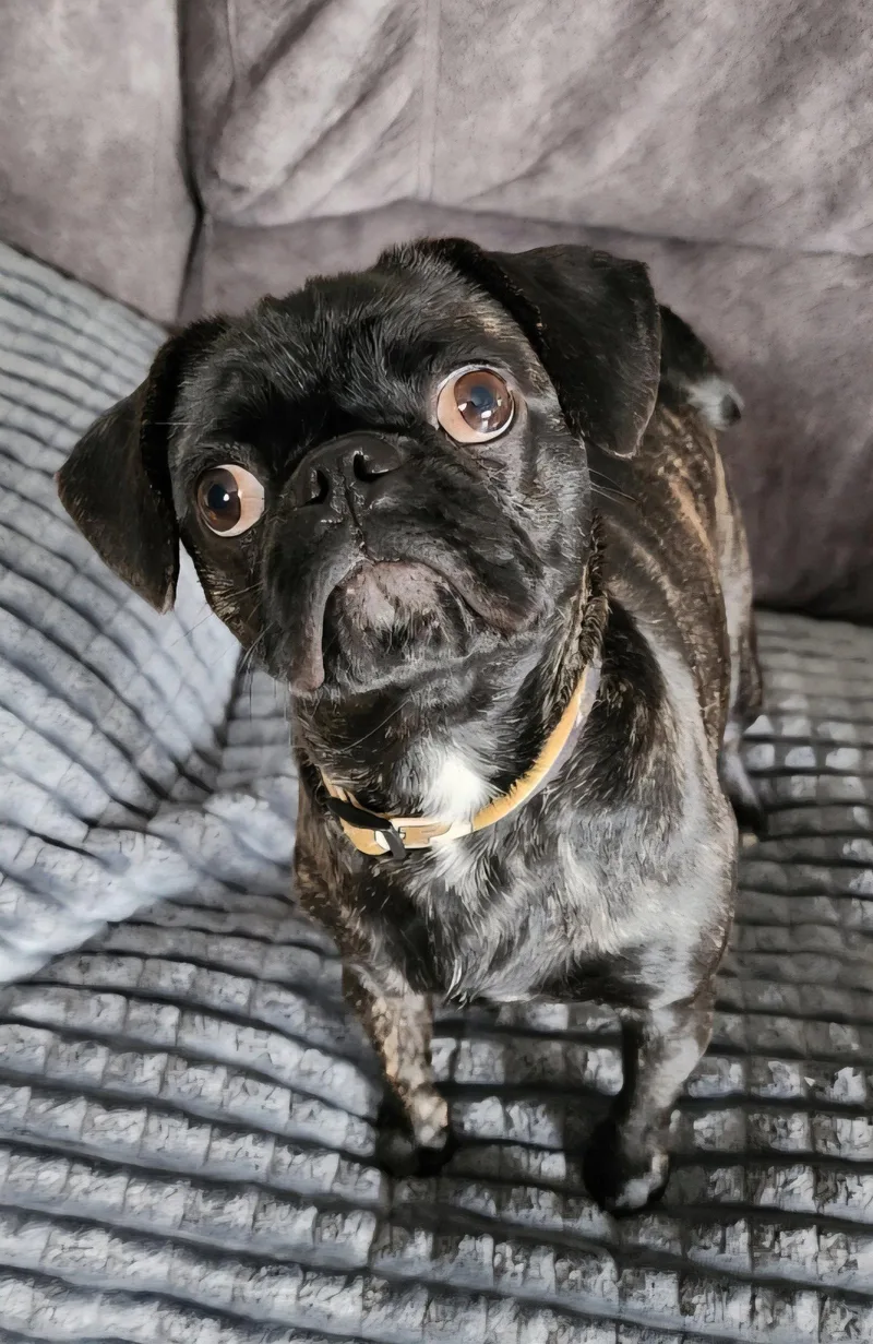 An adult small-sized female Pug dog named Sissy for adoption in Dublin, OH