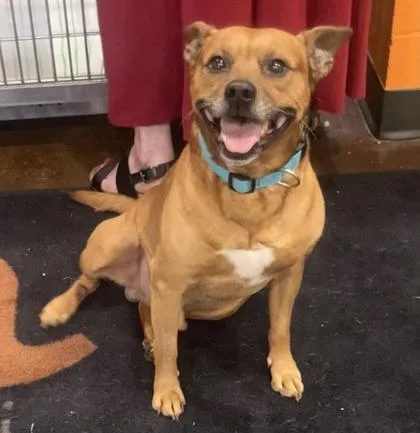 An adult medium-sized male Mixed Breed dog named Baby for adoption in Cincinnati, OH