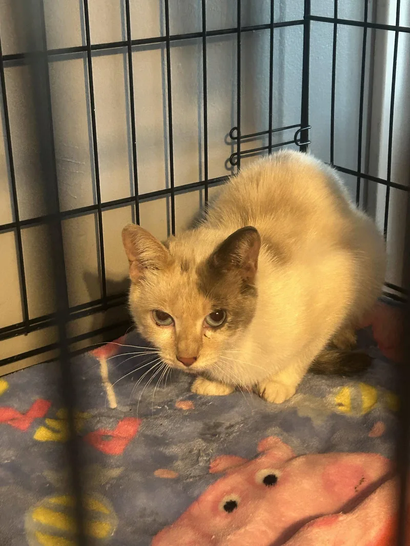 A young small-sized female Siamese cat named Silvia TV for adoption in Council Bluffs, IA