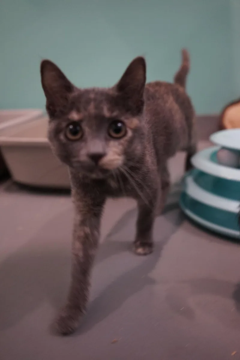 A baby medium-sized female Domestic Short Hair cat named Sassafras for adoption in Jackson, WY