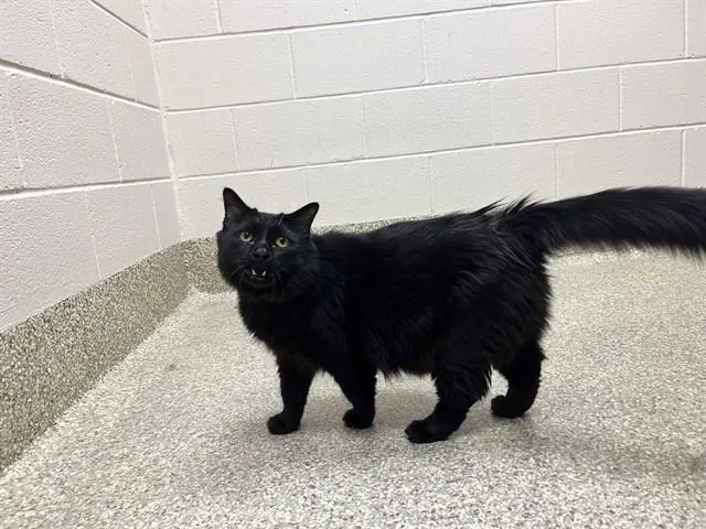 An adult large-sized male Domestic Long Hair cat named Cthulu for adoption in Colorado Springs, CO