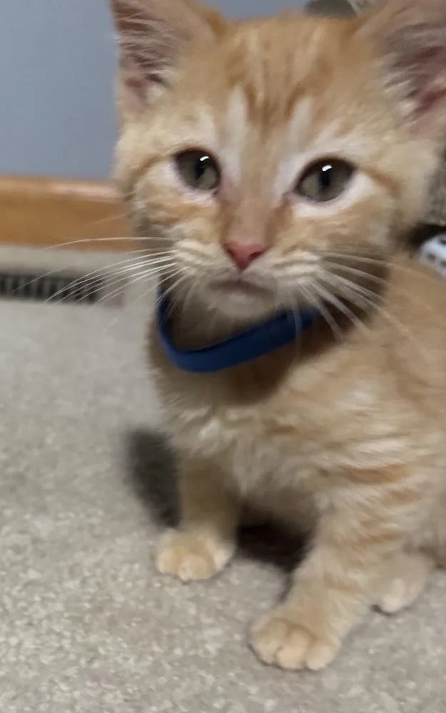 A baby small-sized male Tabby (Orange / Red) Domestic Short Hair cat named Parmesan for adoption in Poplar Grove, IL
