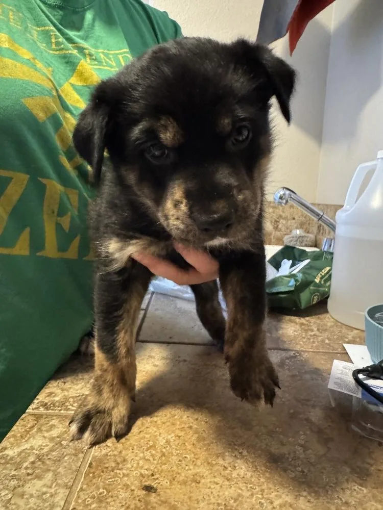 A baby medium-sized male Australian Cattle Dog / Blue Heeler dog named Robert for adoption in Vancouver, WA