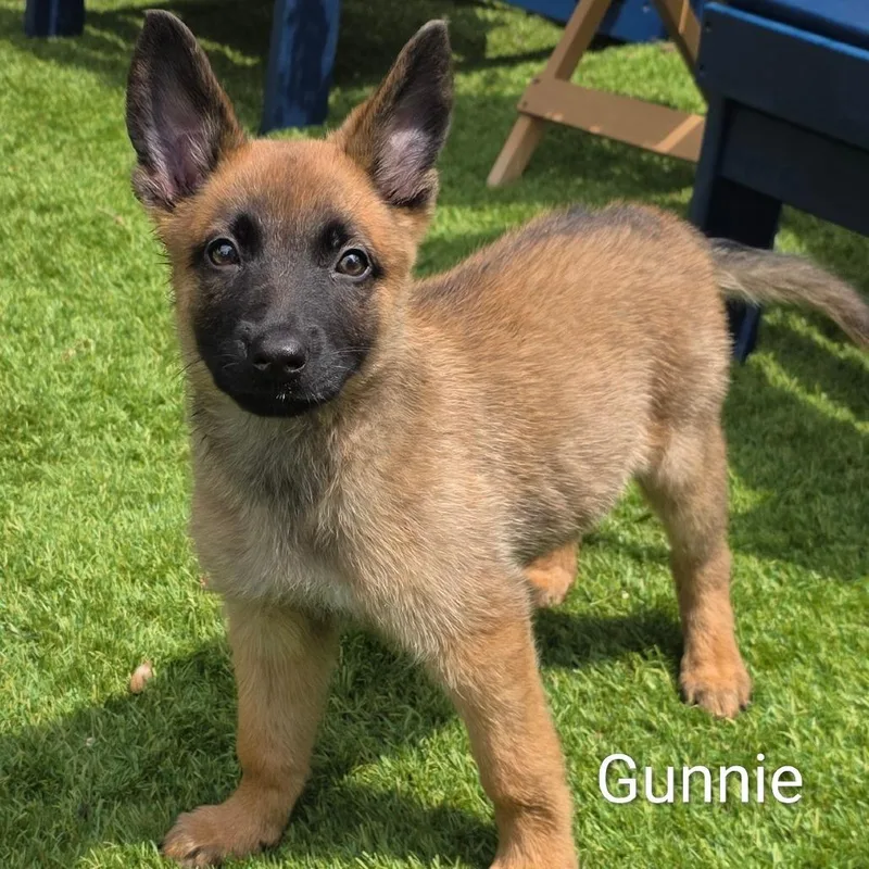 Gunnie DD thumbnail 2