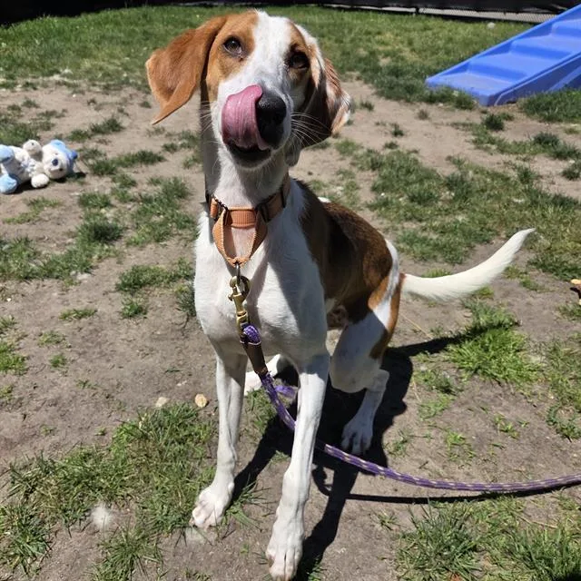 An adult medium-sized female Treeing Walker Coonhound dog named Cupcake for adoption in Methuen, MA