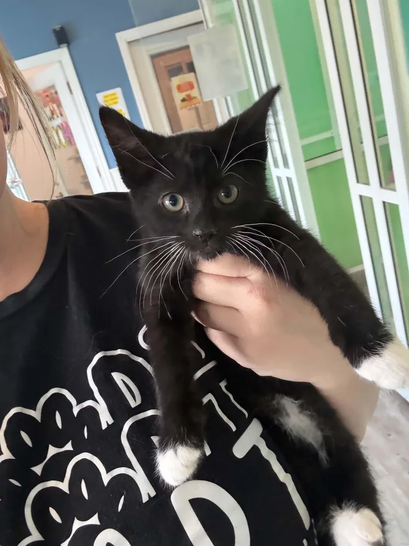 A baby medium-sized male Black & White / Tuxedo American Shorthair cat named Stu Pickles for adoption in Barboursville, WV