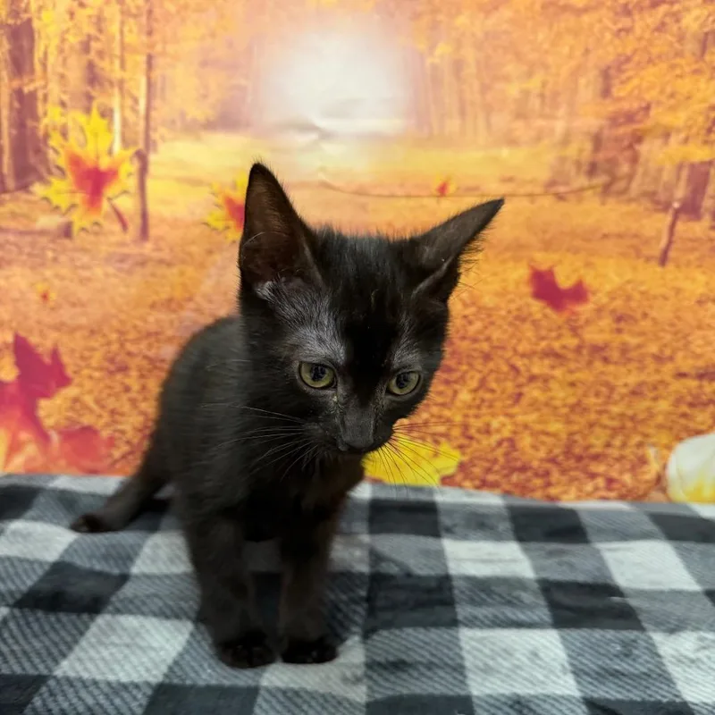 A baby small-sized male Black Domestic Short Hair cat named Stephen King for adoption in Newberg, OR