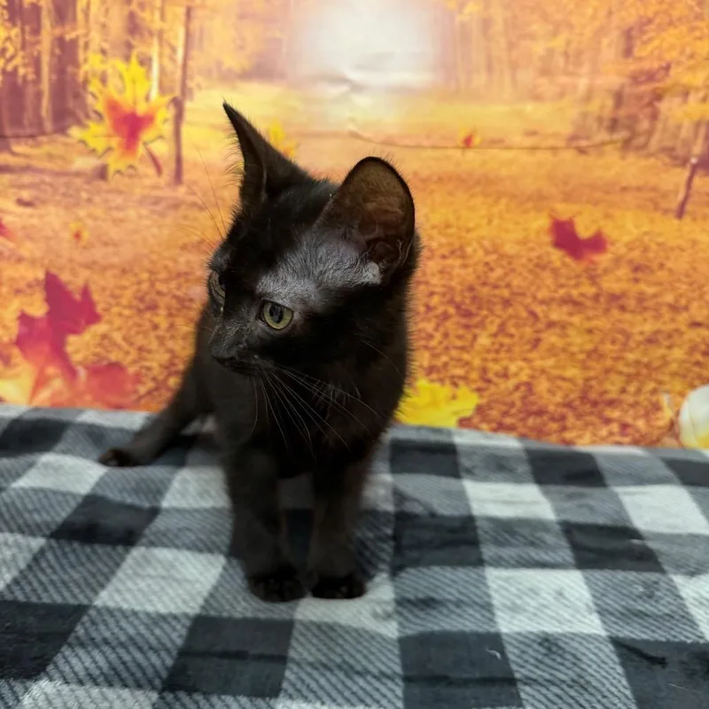 Stephen King thumbnail 2