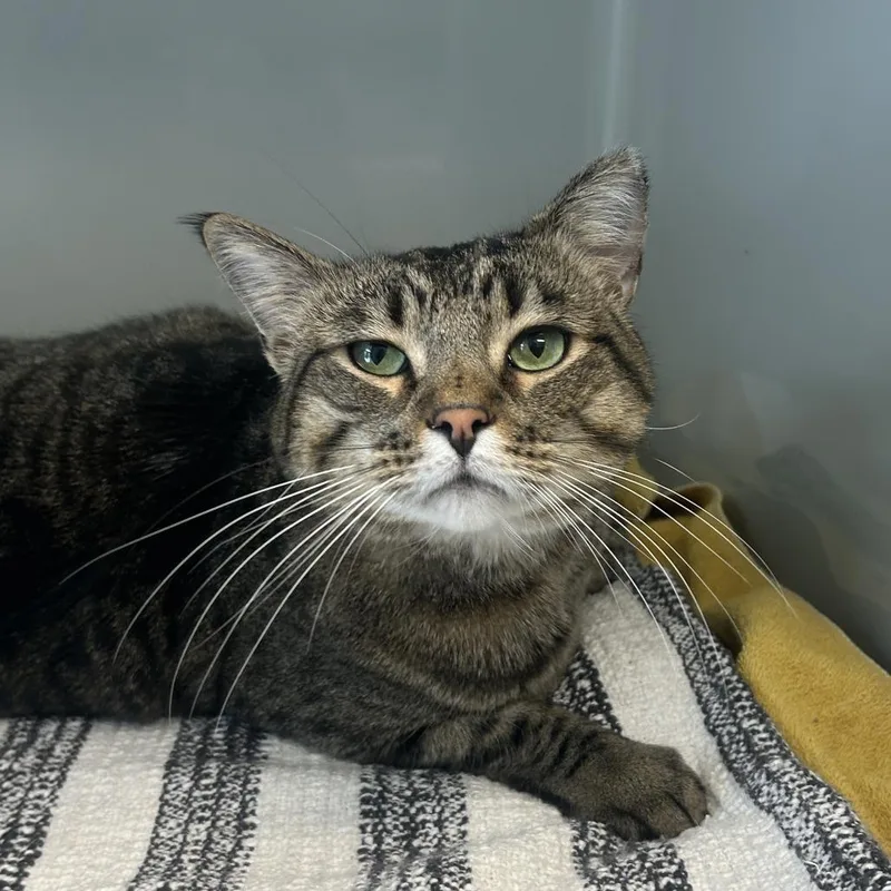 An adult extra large-sized male Brown / Chocolate Domestic Short Hair cat named Max for adoption in Saint Charles, MO