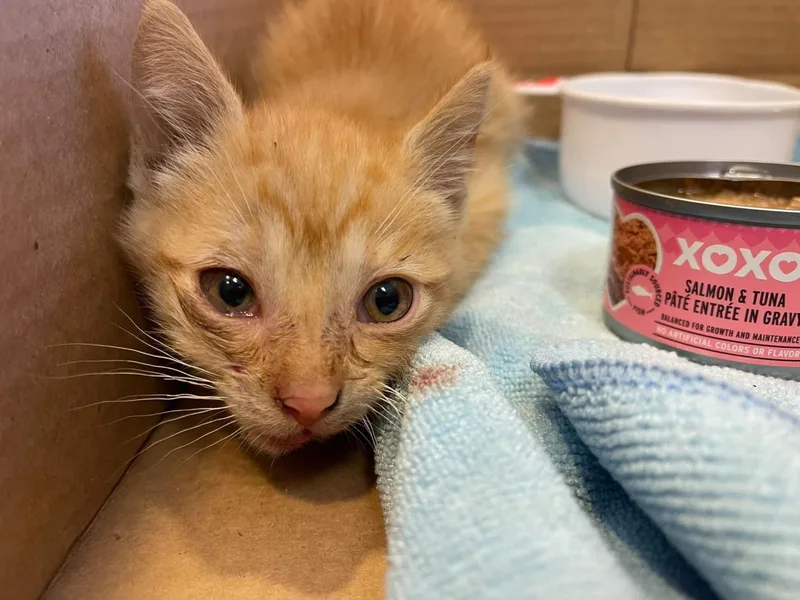 A baby medium-sized male Domestic Short Hair cat named Lasagna for adoption in Lincoln, CA