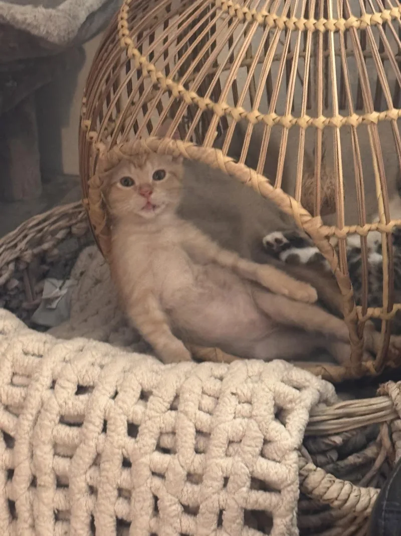 Lasagna thumbnail 4