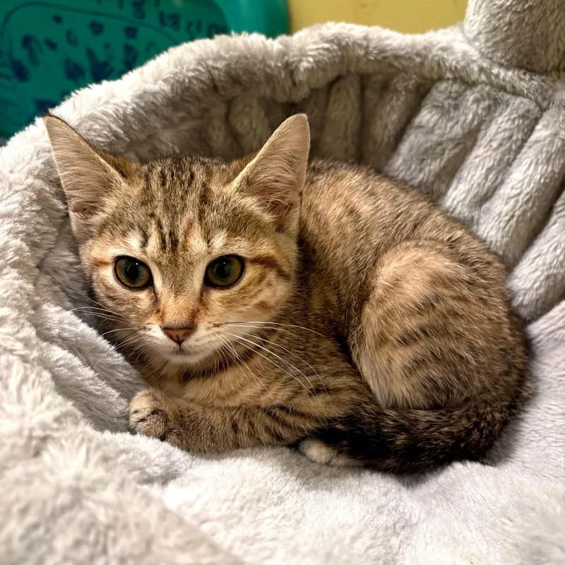 A baby medium-sized female Tabby (Brown / Chocolate) Tabby cat named Feather for adoption in Hawley, PA