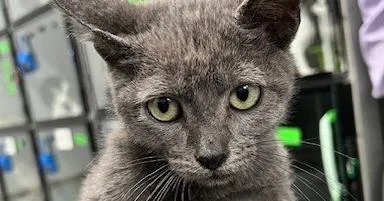A baby small-sized male Gray / Blue / Silver Domestic Short Hair cat named Abner for adoption in Anoka, MN