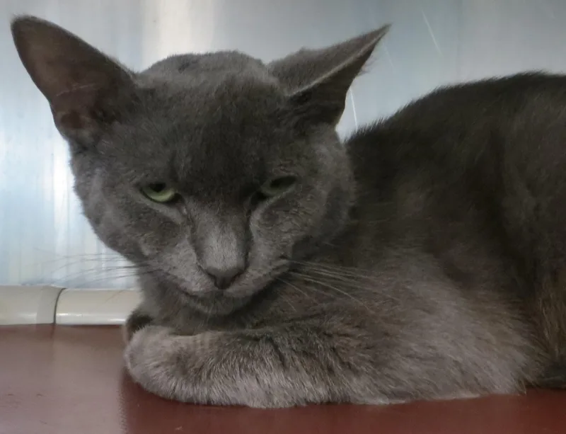 An adult medium-sized male Gray / Blue / Silver Russian Blue cat named Charlie for adoption in Taunton, MA