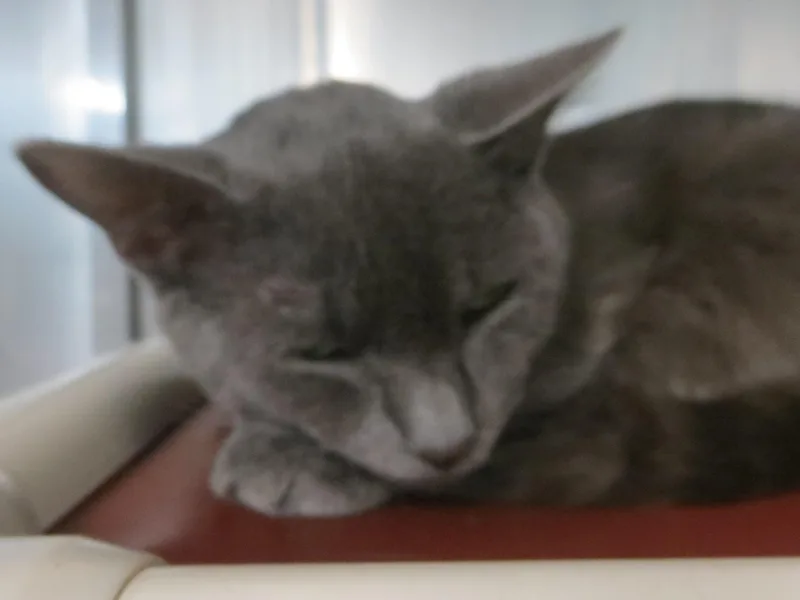 Charlie thumbnail 3