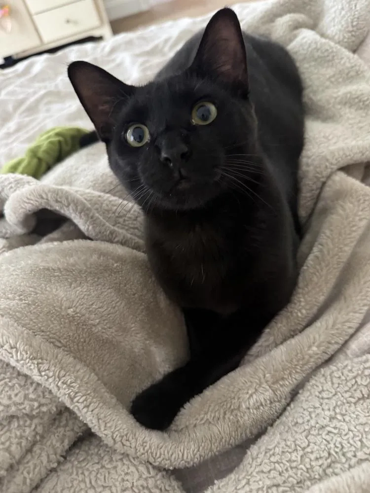 A baby small-sized male Domestic Short Hair cat named Archibald Blackpaw for adoption in Dallas, TX