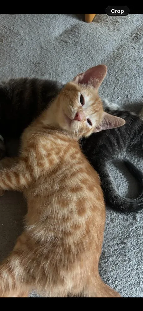 A baby medium-sized male Tabby (Orange / Red) Domestic Short Hair cat named Chester for adoption in Salisbury, NC