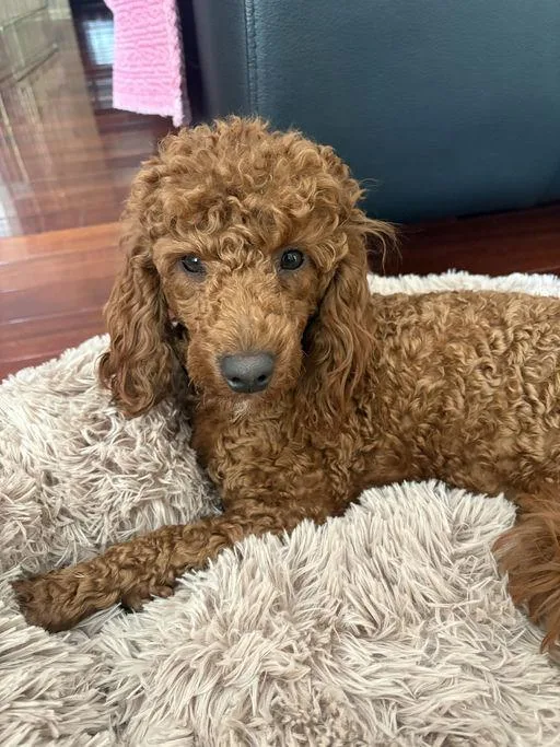A baby small-sized male Miniature Poodle dog named Benson for adoption in Los Angeles, CA