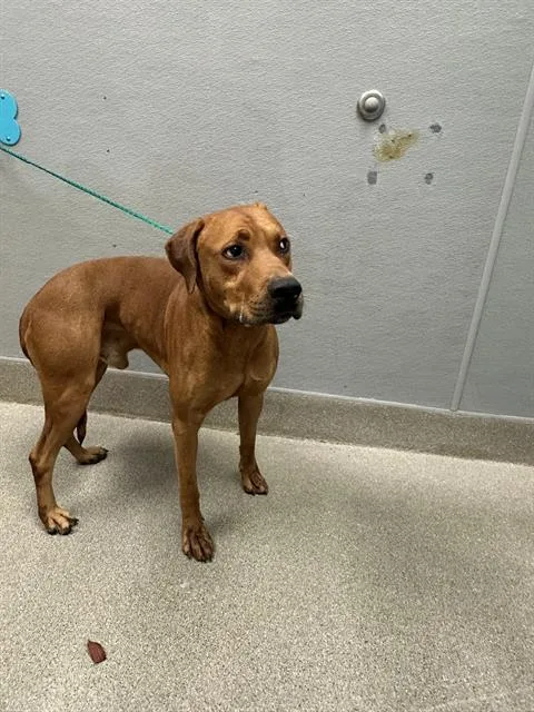 An adult large-sized male Rhodesian Ridgeback dog named Copperfield for adoption in Las Vegas, NV