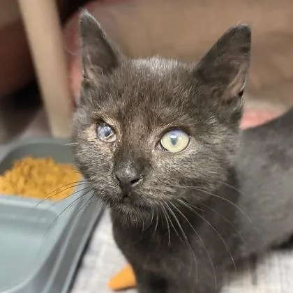 A young small-sized female Black Domestic Short Hair cat named Sissy for adoption in North Myrtle Beach, SC