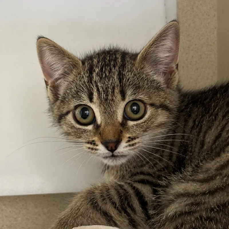 A baby small-sized female Brown / Chocolate Domestic Short Hair cat named Jackpot for adoption in Gloucester, VA