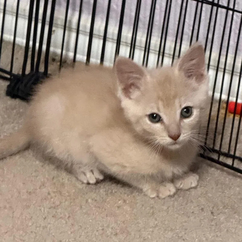 A baby small-sized male Buff / Tan / Fawn Domestic Short Hair cat named In The Buff for adoption in Boerne, TX