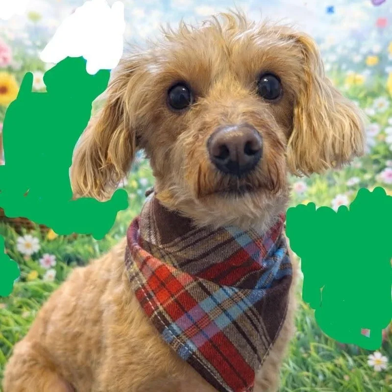 A young small-sized male Poodle dog named Mokie for adoption in Cherry Hill, NJ