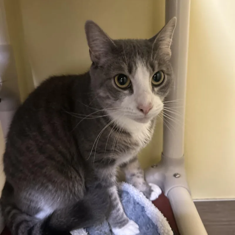 An adult medium-sized female Gray / Blue / Silver Domestic Short Hair cat named Luna for adoption in Bedford, NH