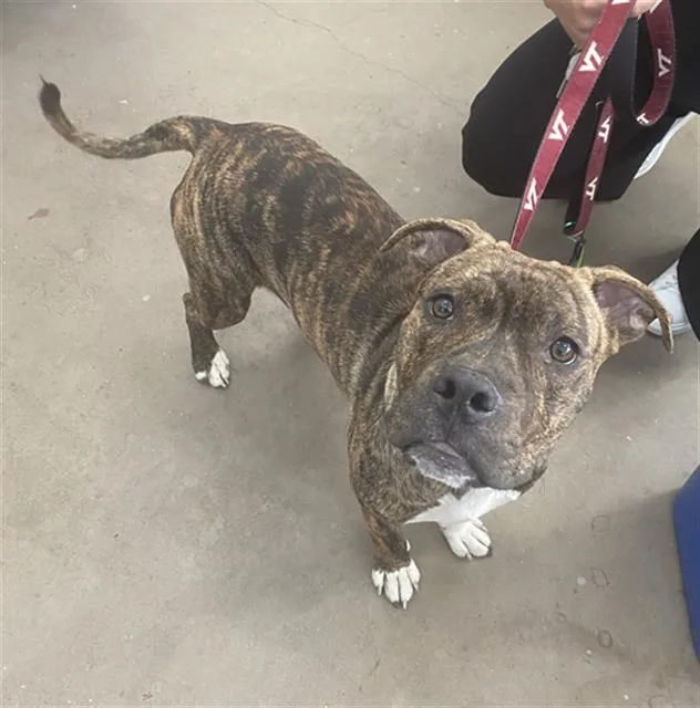 A young large-sized male Mixed Breed dog named Tiger for adoption in Dallas, TX