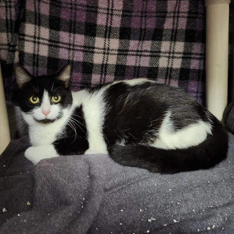 A young medium-sized female Black Domestic Short Hair cat named Cowbaby for adoption in Grand Rapids, MI