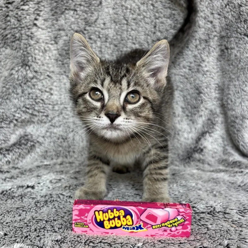 A baby small-sized male Brown / Chocolate Domestic Short Hair cat named Hubba Bubba for adoption in Granville, OH