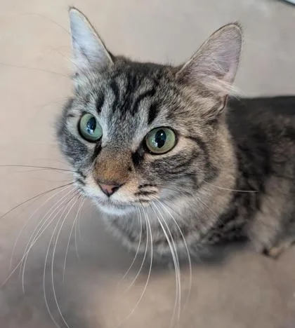 An adult medium-sized female Domestic Short Hair cat named Cece for adoption in Sultan, WA