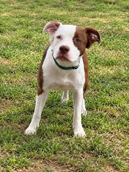 A young medium-sized female Bicolor Pit Bull Terrier dog named Opal for adoption in Inverness, FL