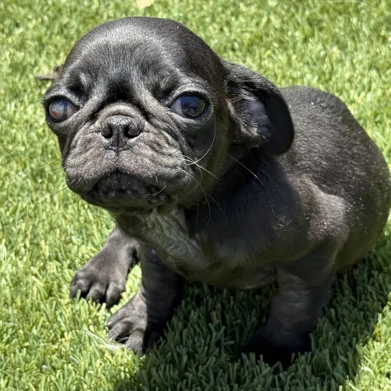 Bugsy
